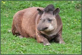 Tapir du Brésil